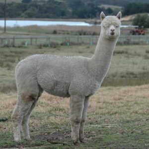 alpaca